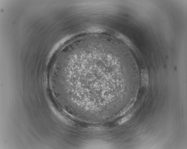 X0000067950726200605112125