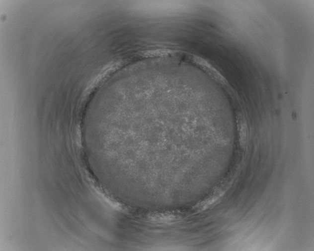 X0000067950729200605112125