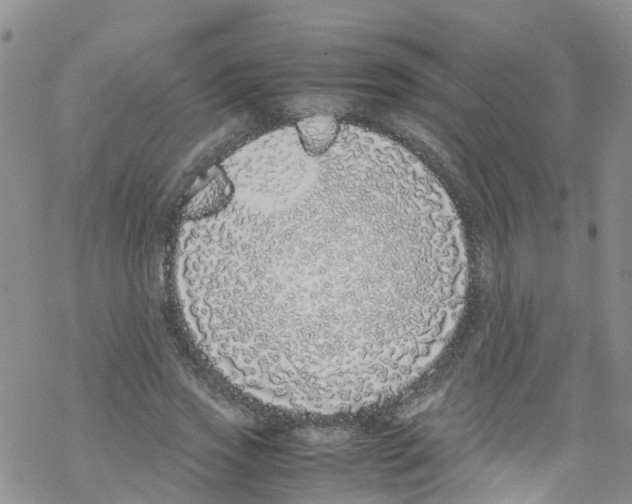 X0000067950733200605112125