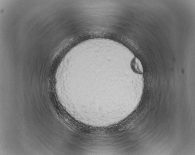 X0000067950738200605112125