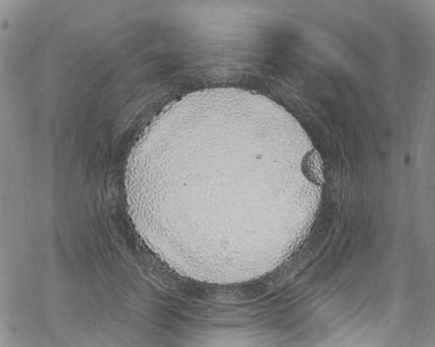 X0000067950746200605112125