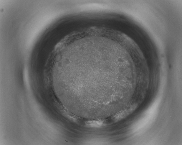 X0000067950765200605112125