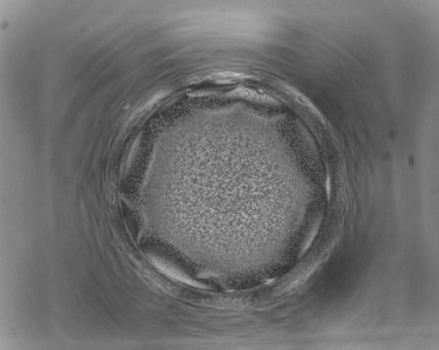 X0000067950785200605112124