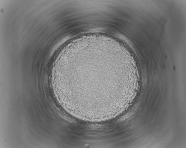 X0000067950827200605112123