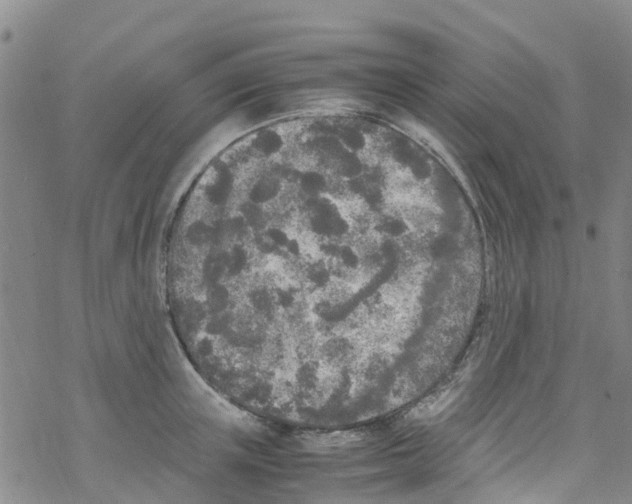 X0000067950851200605112123