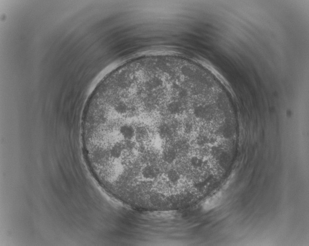 X0000067950853200605112124