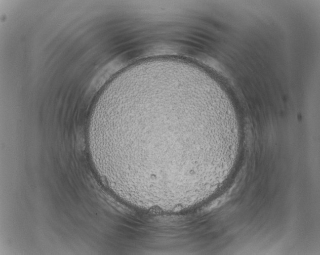 X0000067950929200605112121