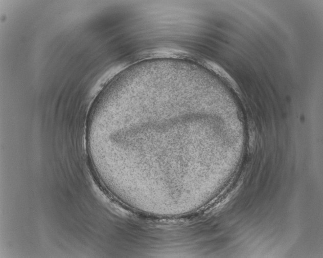 X0000067950938200605112122