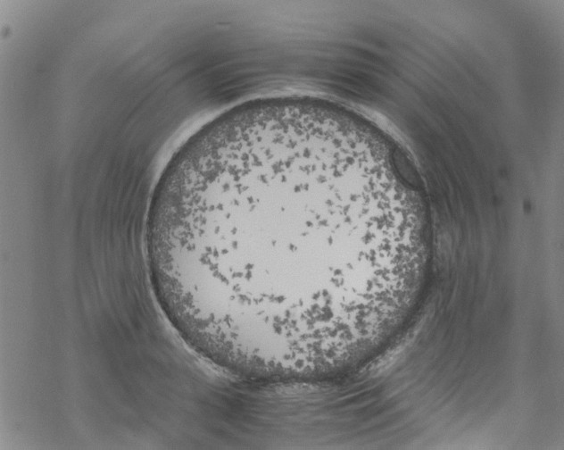 X0000067950943200605112122