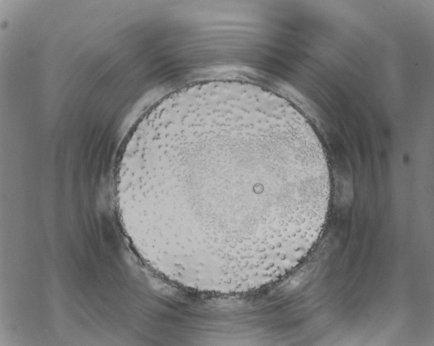 X0000067950994200605112120