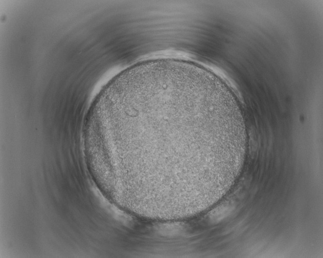 X0000067950998200605112120