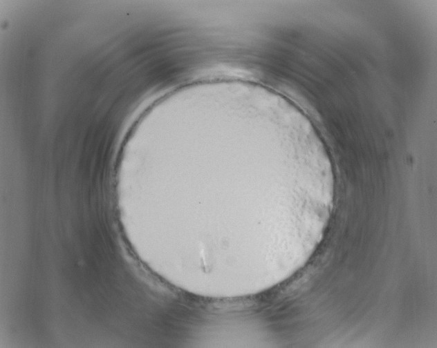 X0000067951008200605112120