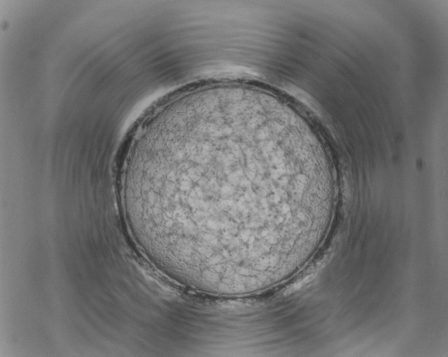 X0000067951022200605112120