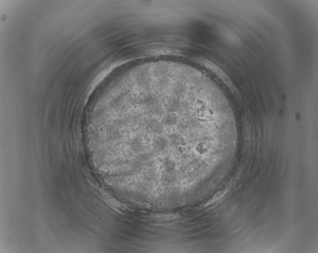 X0000067951023200605112120