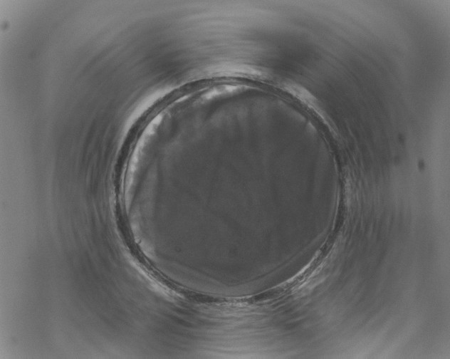 X0000067951024200605112120