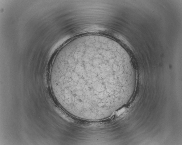 X0000067951026200605112120