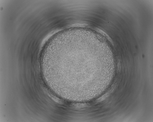 X0000067951027200605112120