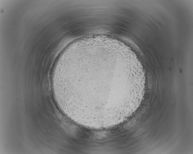 X0000067951031200605112120