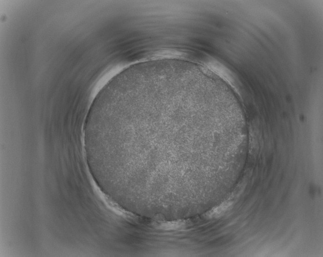 X0000067951047200605112120