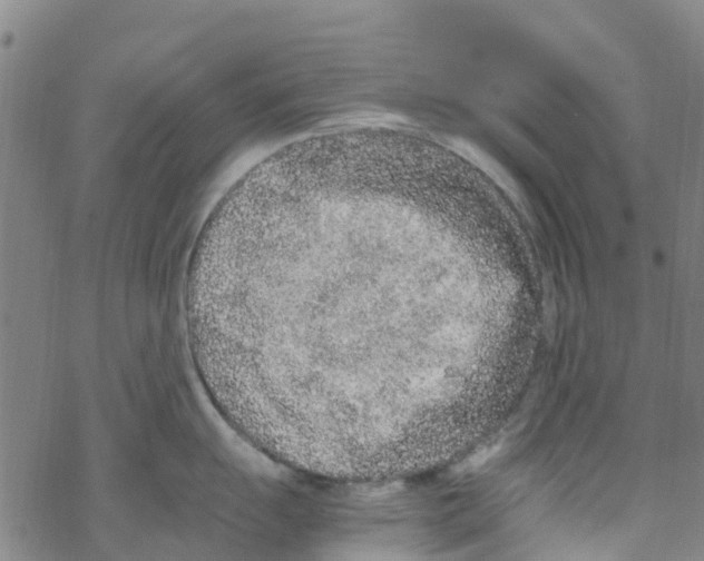 X0000067951055200605112120