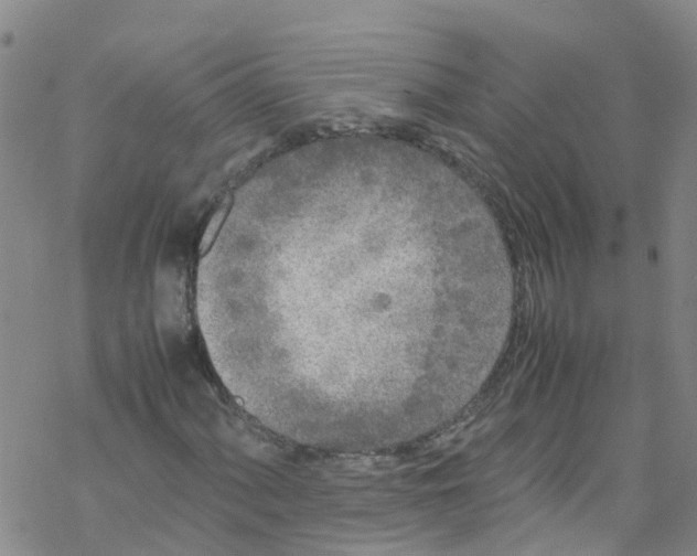 X0000067951060200605112119