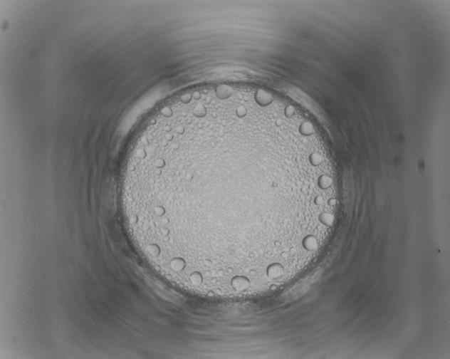 X0000067951067200605112119