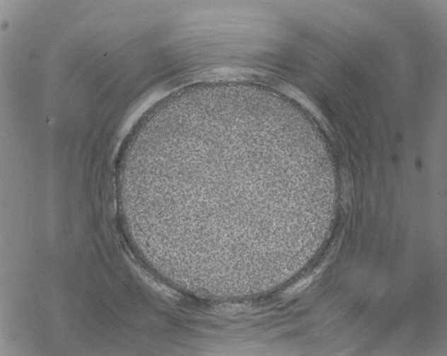 X0000067951075200605112119