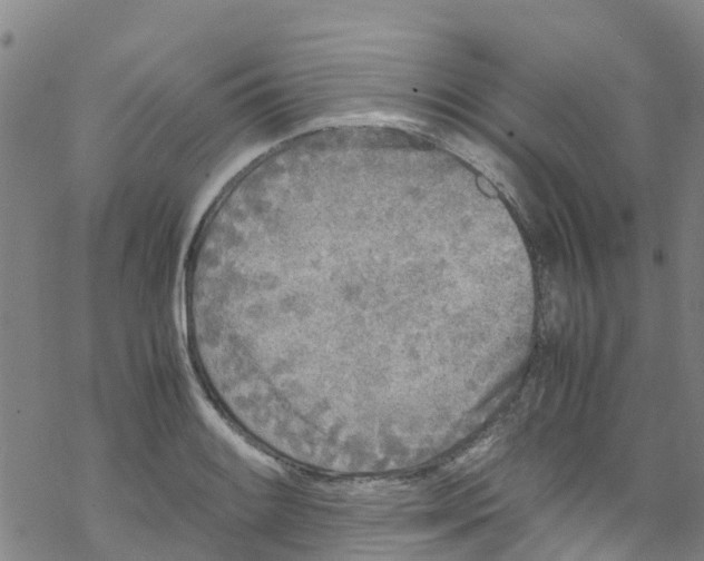 X0000067951084200605112119