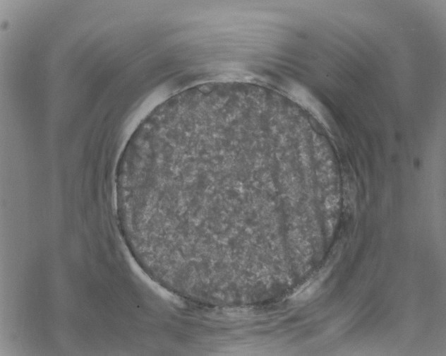 X0000067951095200605112119