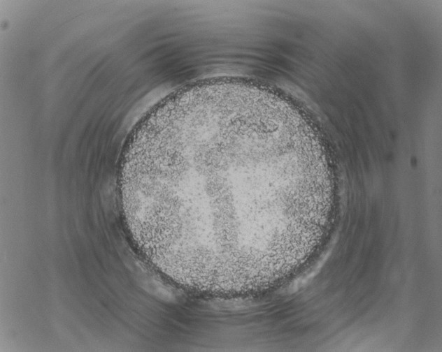 X0000067951121200605112118