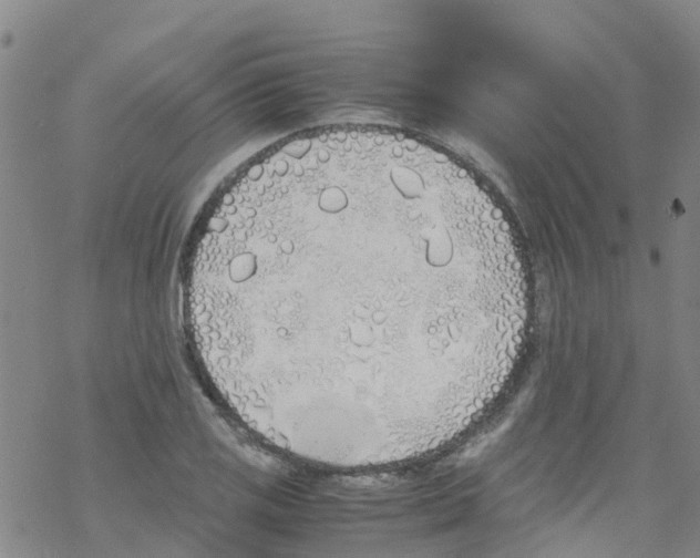 X0000067951125200605112118