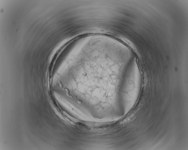 X0000067951128200605112118