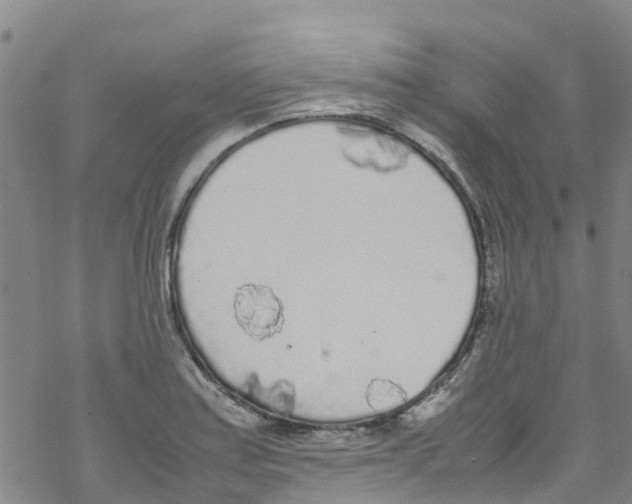 X0000067951179200605112117