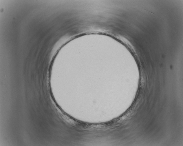 X0000067951183200605112117