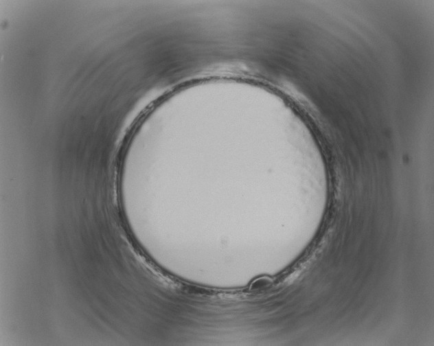 X0000067951224200605112117