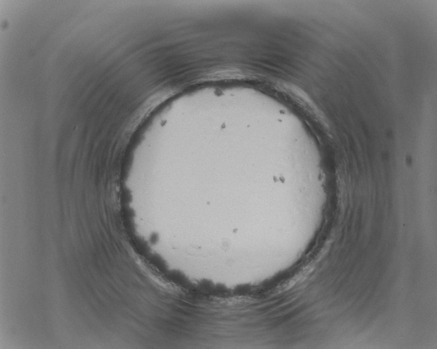 X0000067951225200605112117