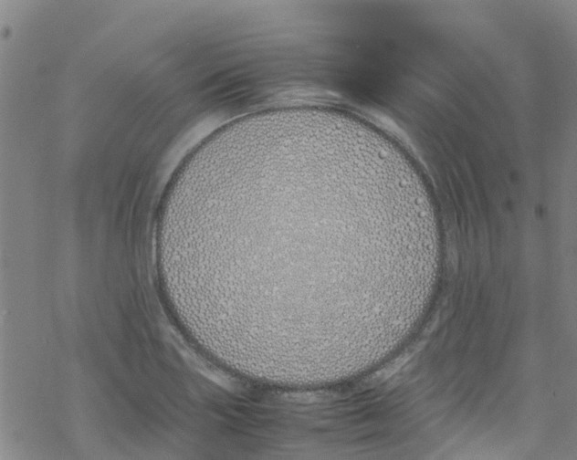 X0000067951227200605112117