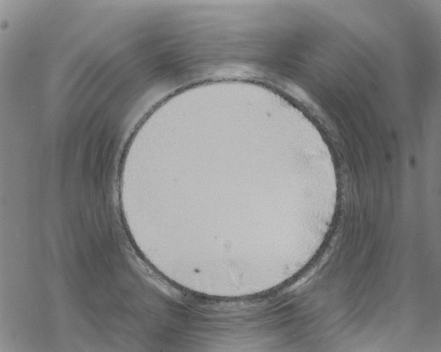 X0000067951232200605112117