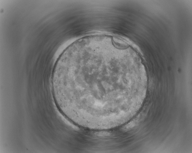 X0000067951239200605112117