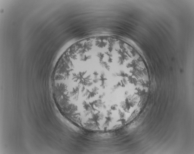 X0000067951243200605112117