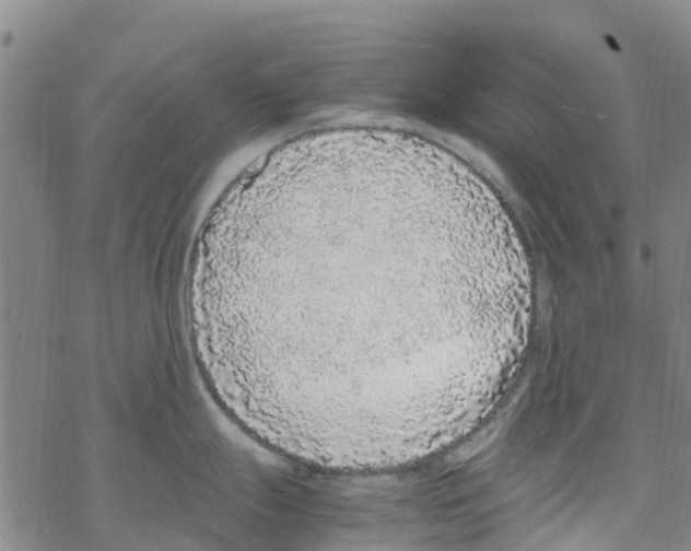 X0000067951247200605112117