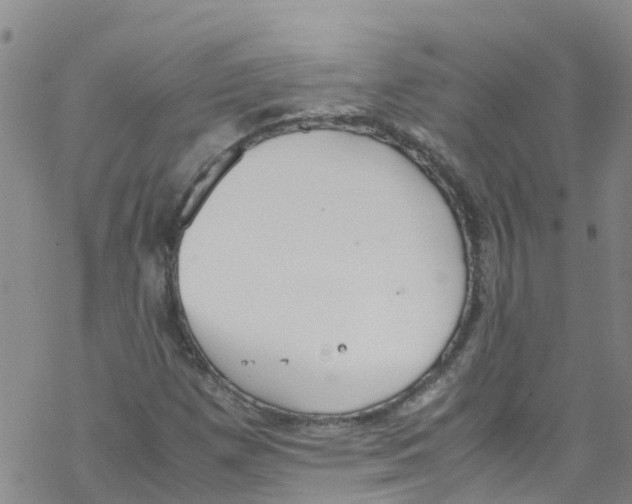 X0000067951257200605112116