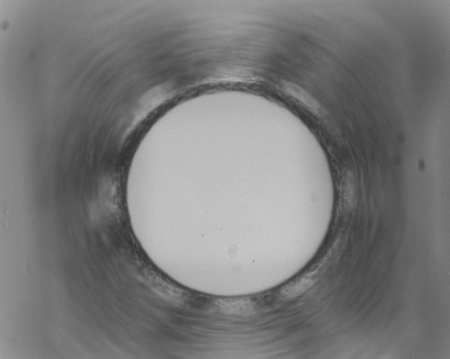 X0000067951258200605112116