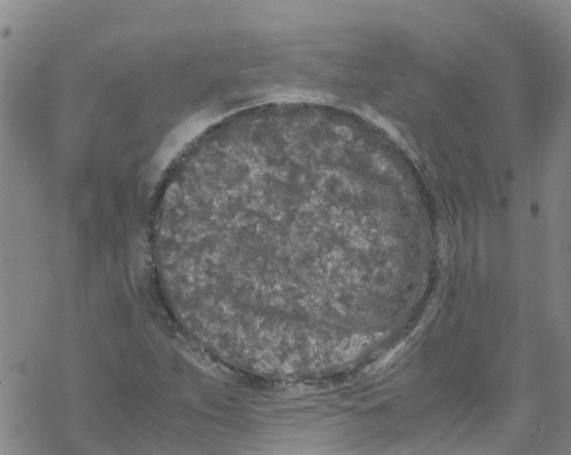 X0000067951263200605112116