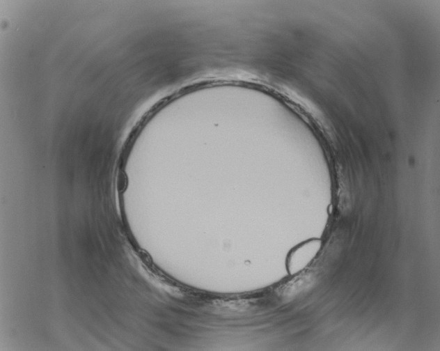 X0000067951272200605112116