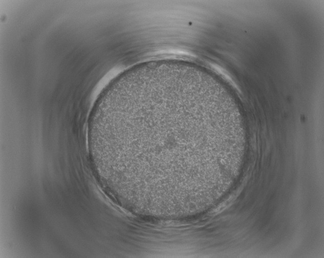 X0000067951275200605112116