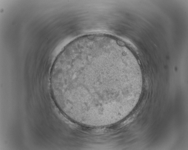 X0000067951279200605112116