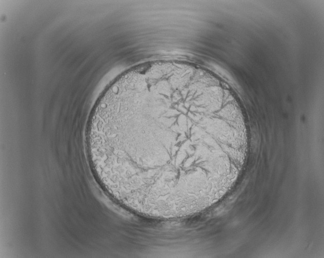 X0000067951283200605112116