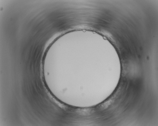 X0000067951286200605112116