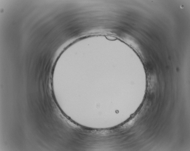 X0000067951288200605112116